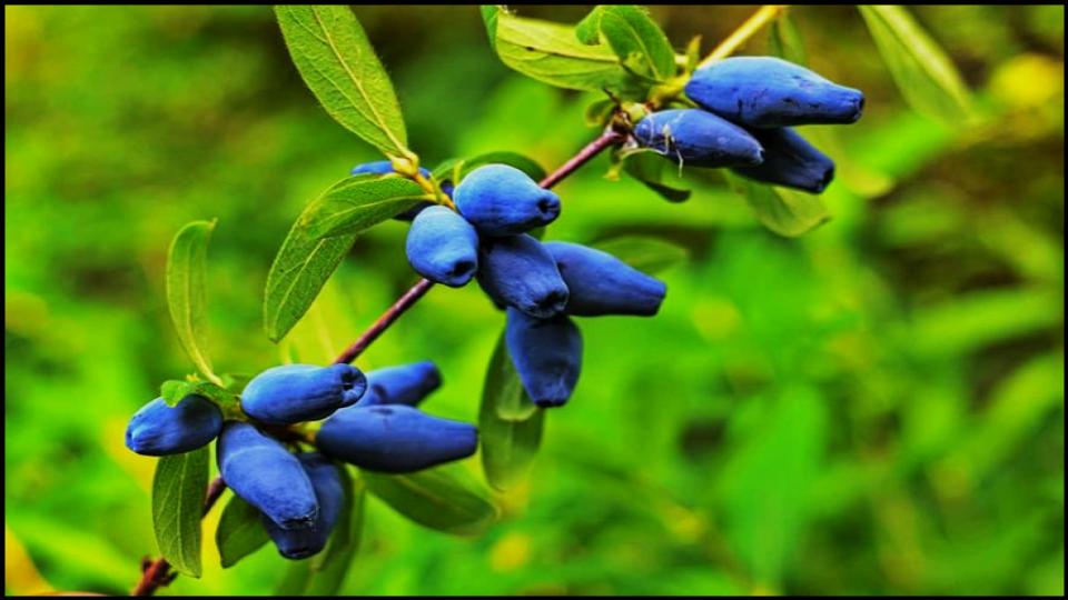 These 7 Hardy Fruit Trees Make Cold-Weather Gardening a Breeze 7 Haskap Berry