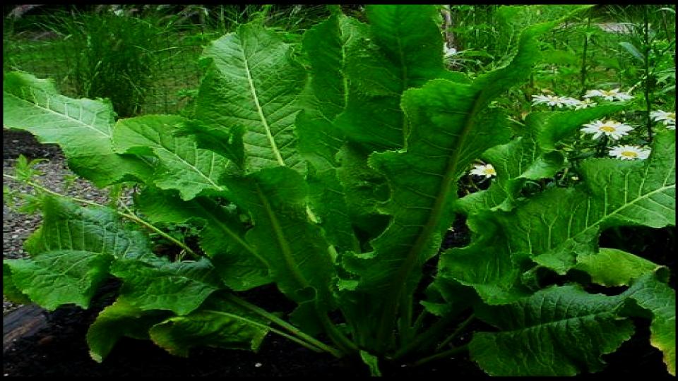 These 7 Vegetables Return Every Year—And Taste Better Each Season 7 Horseradish