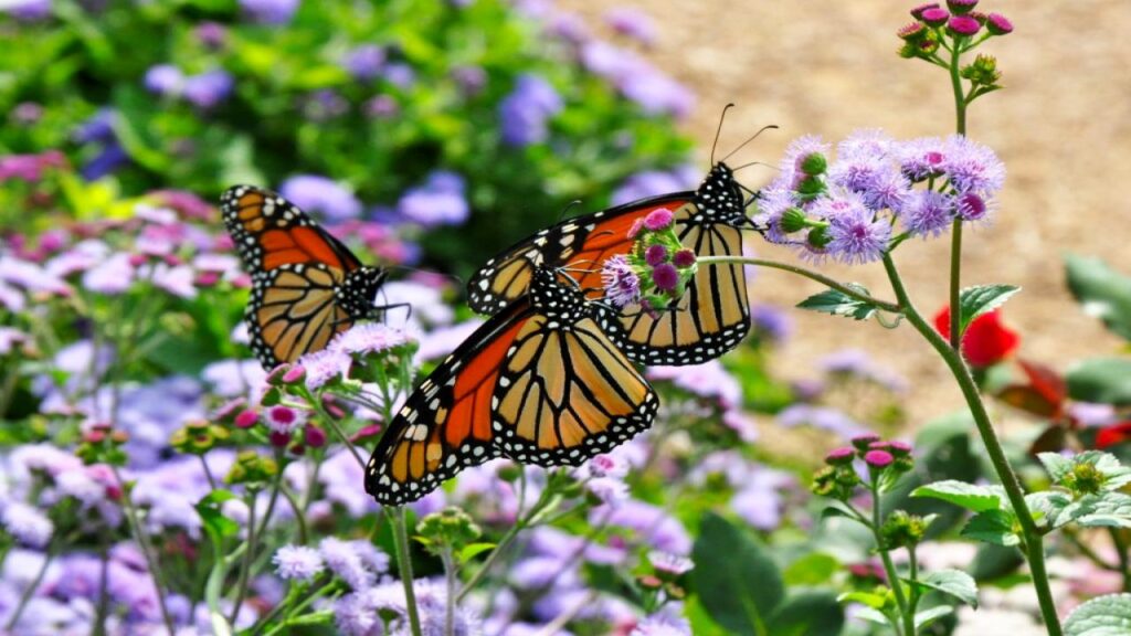 How Your Backyard Can Save Butterflies