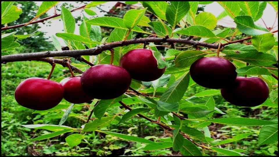 These 7 Hardy Fruit Trees Make Cold-Weather Gardening a Breeze 6 Hybrid Plum