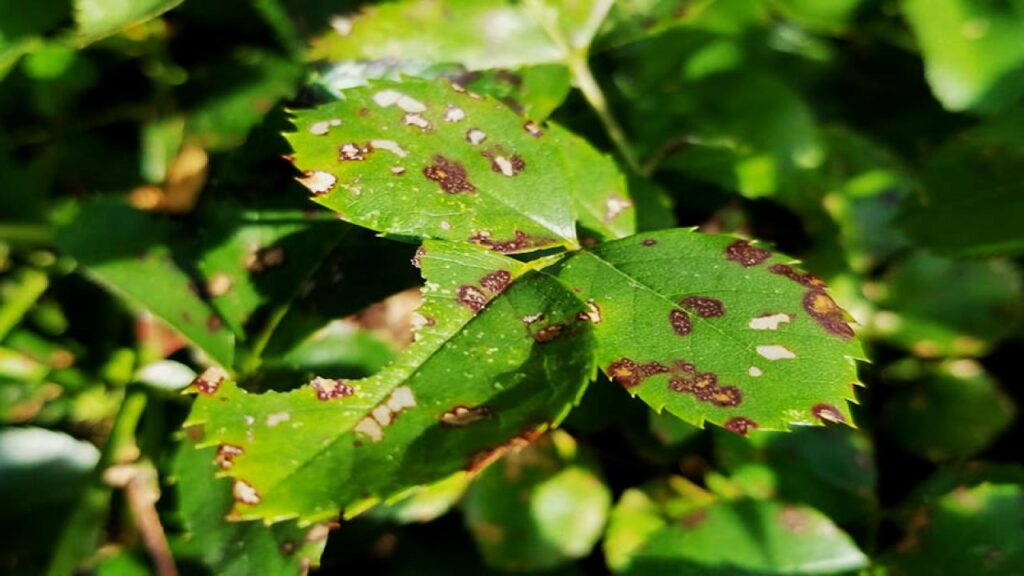 9 Rose-Care Mistakes Even Experienced Gardeners Make—Fix Them Fast 4 Ignoring Common Rose Diseases
