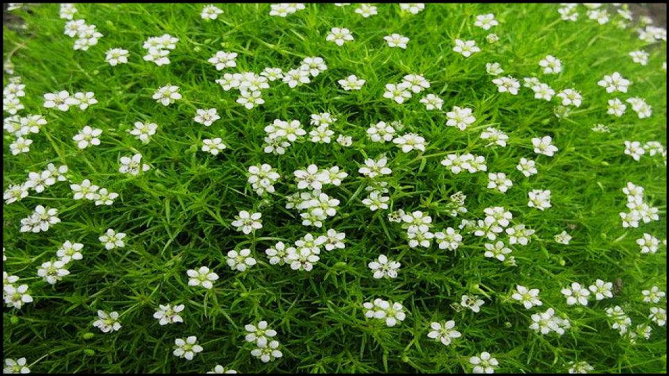 8 Ground Covers for Patios or Pathway That Instantly Upgrade 6 Irish Moss & Scotch Moss