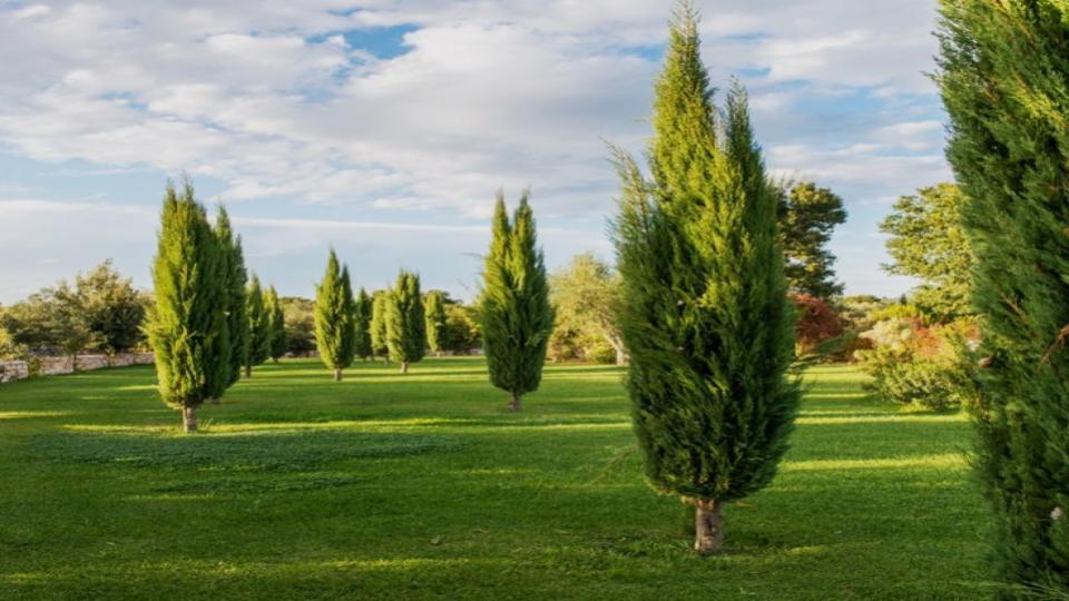 Italian Cypress
