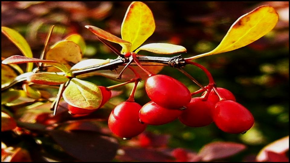 Japanese Barberry