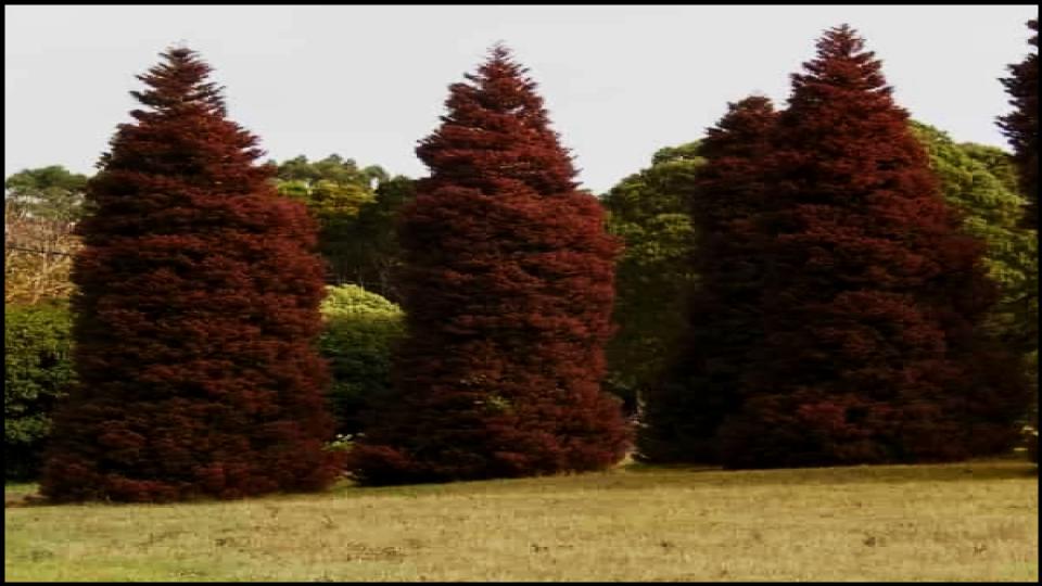 5 Fast-Growing Evergreen Trees and Deliver Instant Shade 7 Japanese Cedar