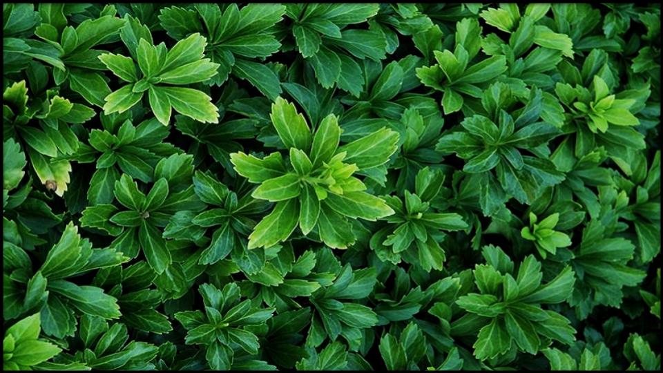 21 Soil-Saving Plants Every Gardener Should Be Growing 6 Japanese Spurge