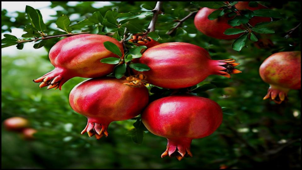 Jewel-Like Pomegranate