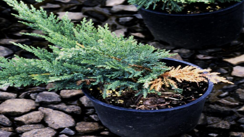 7 Plants that Destroy Fruit Trees Without You Realizing 7 Juniper