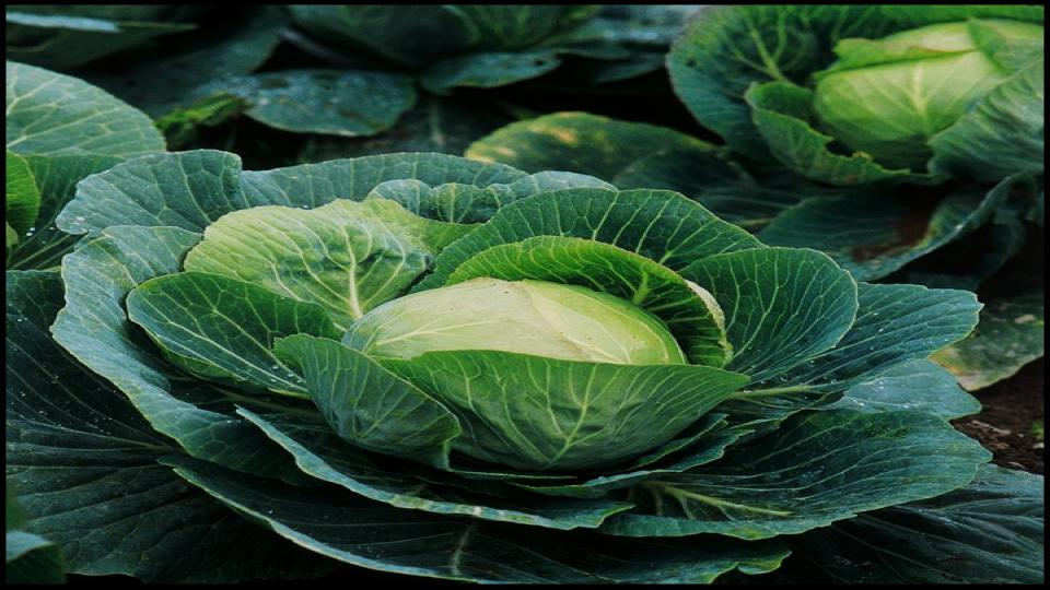 12 Secret Vegetables That Actually Do Better When Planted Late 9 Kale