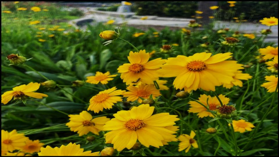12 Fast-Growing Native Plants and Bring Instant Color to Your Garden 4 Lanceleaf Coreopsis