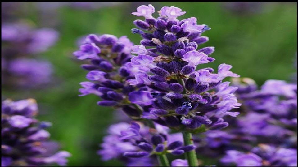 Lavender