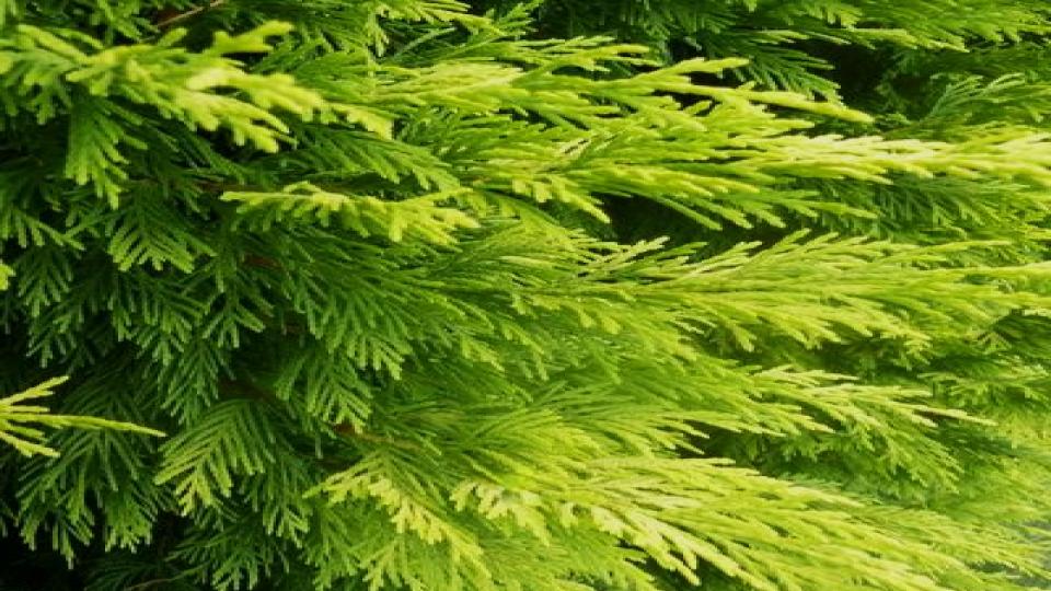 14 Fast-Growing Hedges That Block Nosy Neighbors Naturally 4 Leyland Cypress