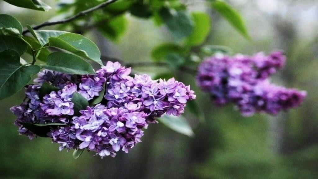 Lilac 