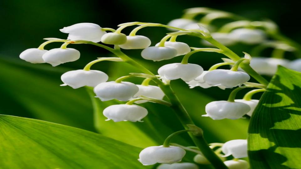 8 Popular Plants for Small Yards That Are a Nightmare—Here’s Why 8 Lily of the Valley
