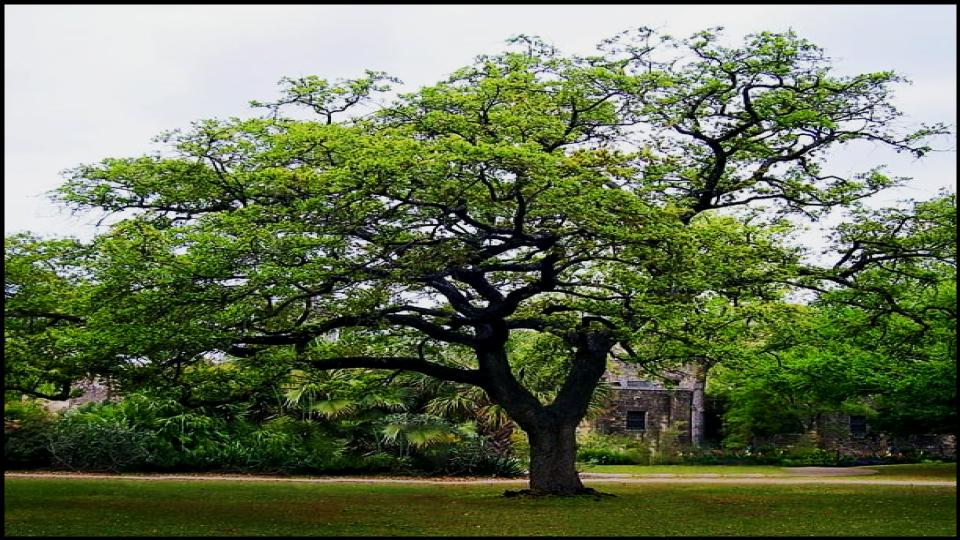 Live Oak