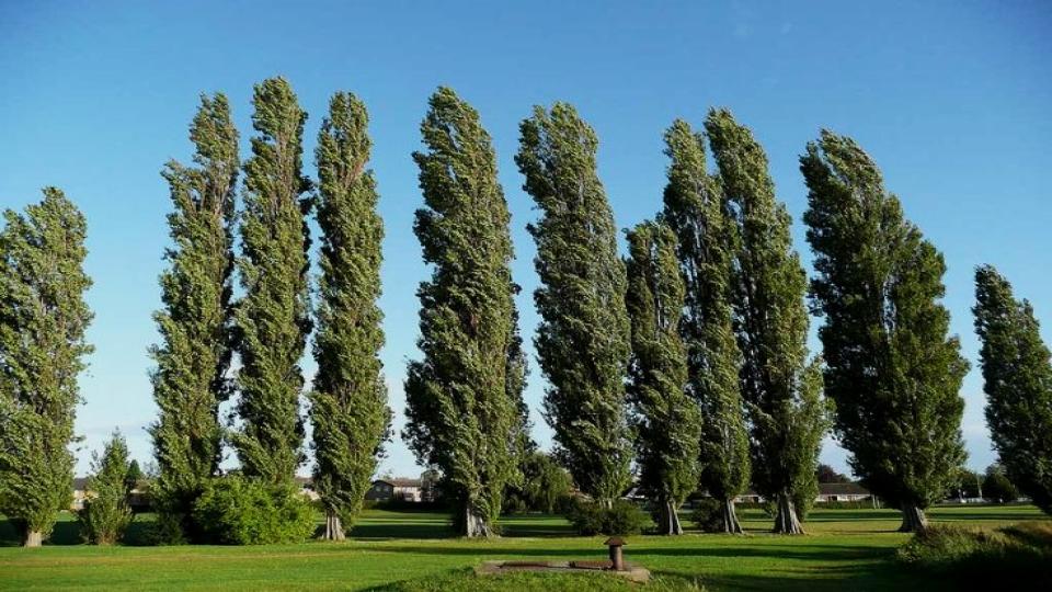 Lombardy Poplar