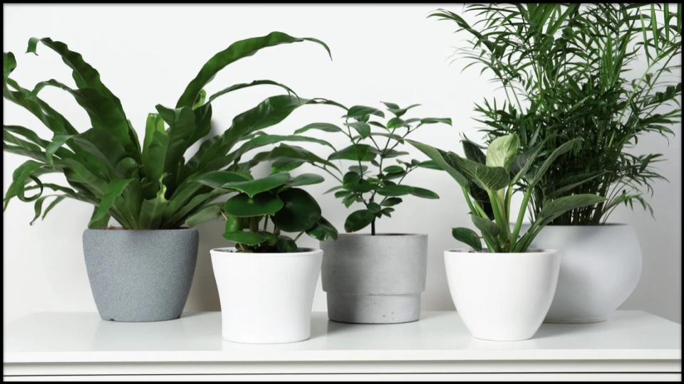 Low-Maintenance ZZ Plant