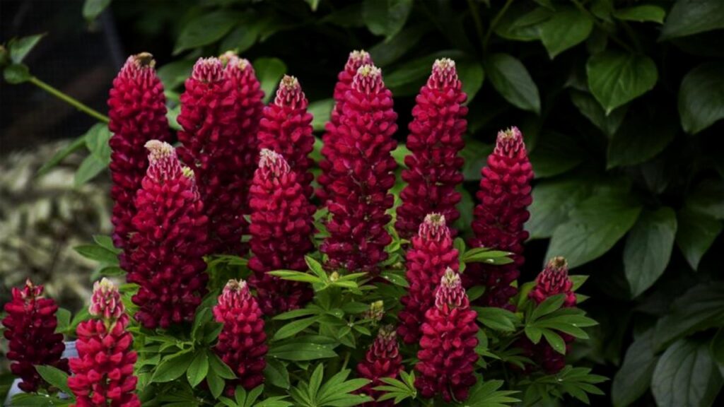 21 Soil-Saving Plants Every Gardener Should Be Growing 15 Lupine