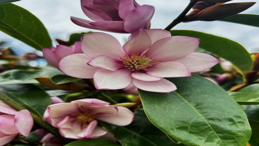 6 Fast-Growing Trees Experts for Small Gardens 7 Sweetbay Magnolia