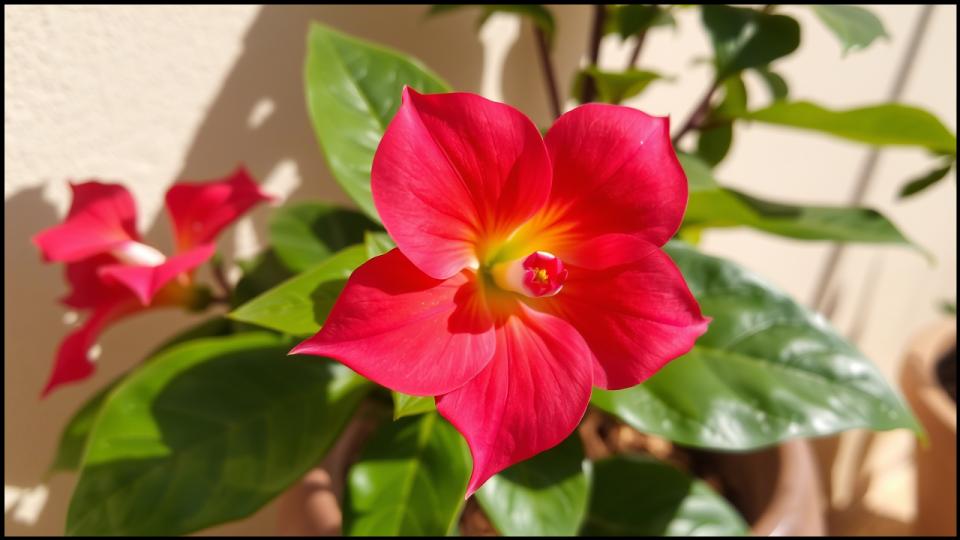 9 Climbing Plants That Turn Pots into Vertical Garden Masterpieces. 8 Mandevilla