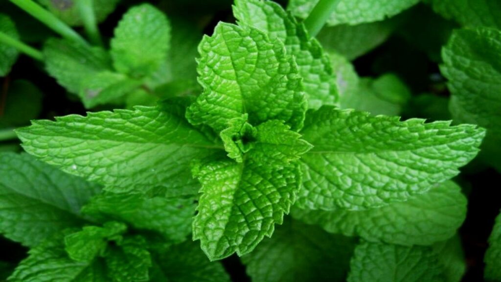 Mint