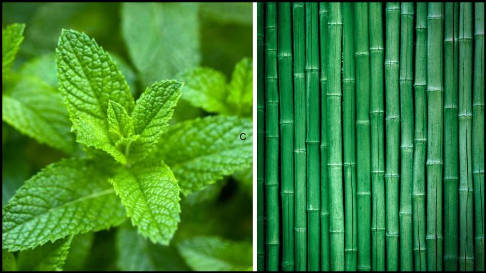 7 Plants that Destroy Fruit Trees Without You Realizing 4 Mint & Running Bamboo