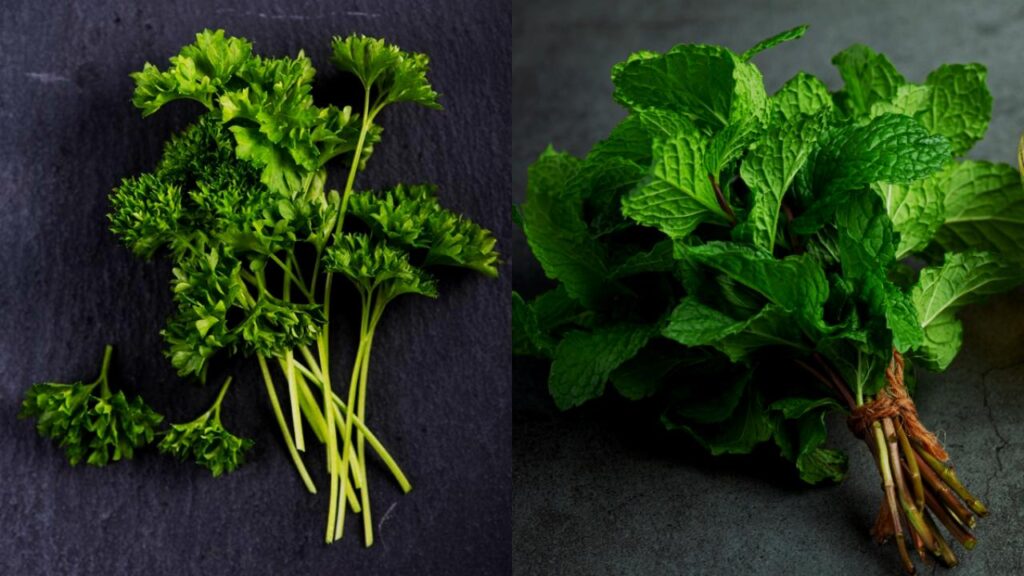 10 Surprising Plant Duos That Can Destroy Each Other 5 Mint and Parsley