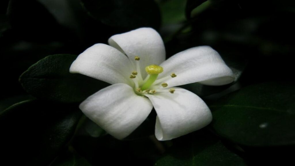 Mock Orange