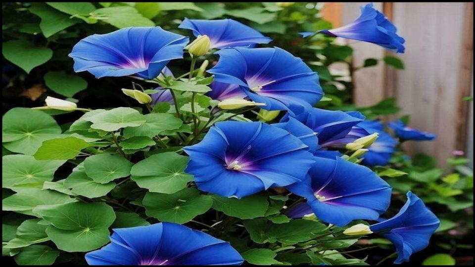 9 Climbing Plants That Turn Pots into Vertical Garden Masterpieces. 5 Morning Glory