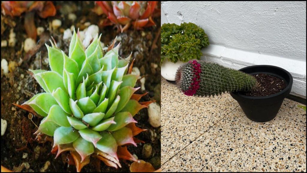 Avoid These 10 Plants at All Costs If You Have Clay Soil—Experts Reveal Why 10 Most Succulents and Cacti