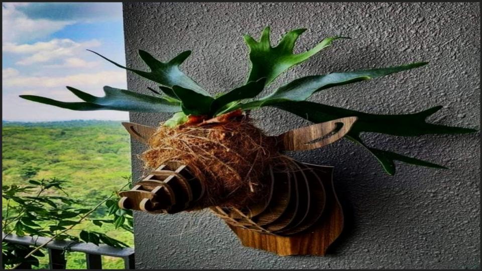Mounted Staghorn Ferns