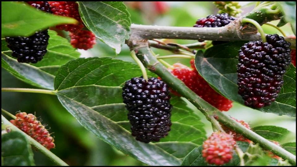 8 Fruit Trees So Easy Grow Themselves—Anywhere 9 Mulberry