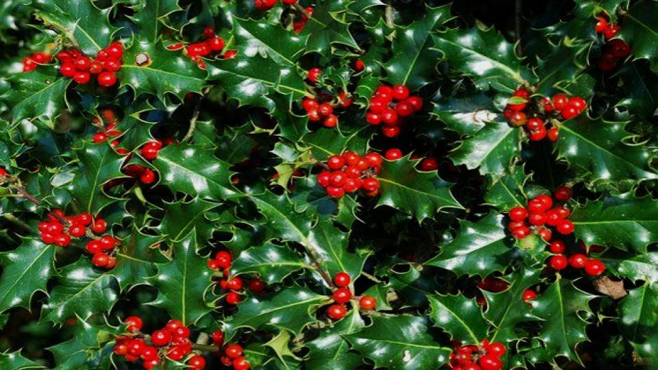 14 Fast-Growing Hedges That Block Nosy Neighbors Naturally 6 Holly