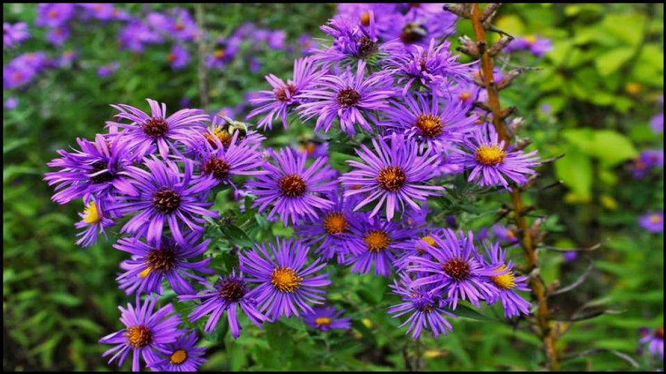12 Fast-Growing Native Plants and Bring Instant Color to Your Garden 12 New England Aster