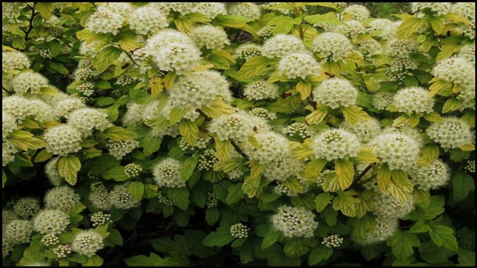 Ninebark