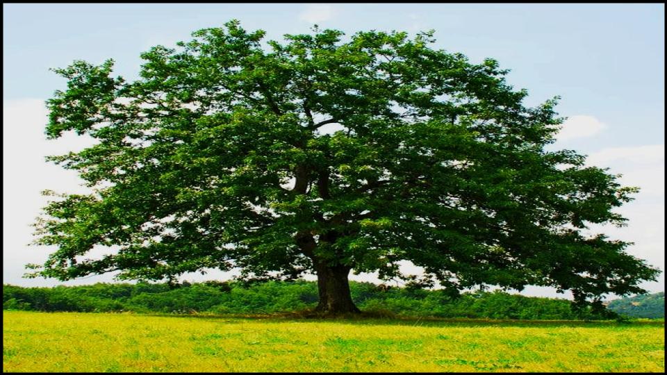 Northern Red Oak 