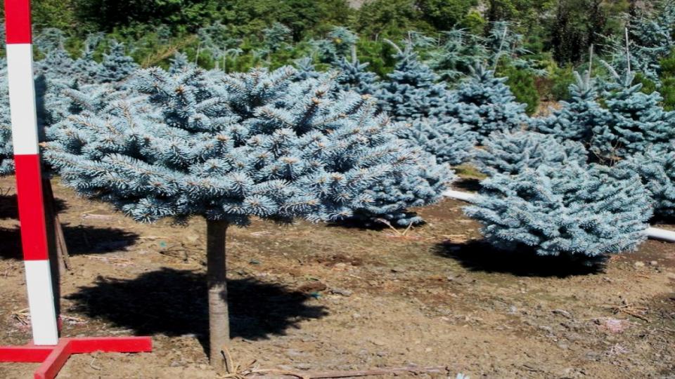 5 Fast-Growing Evergreen Trees and Deliver Instant Shade 5 Norway Spruce