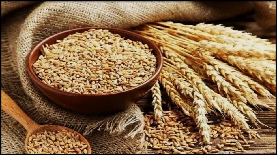 21 Soil-Saving Plants Every Gardener Should Be Growing 21 Oats