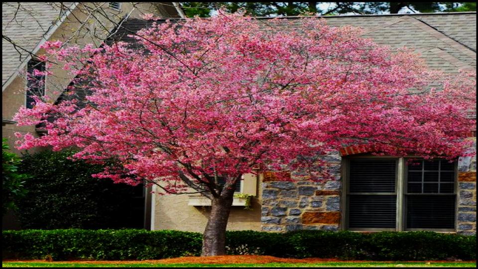 9 Fast-Growing Flowering Trees That’ll Explode with Color in Just One Season 7 Okame Cherry