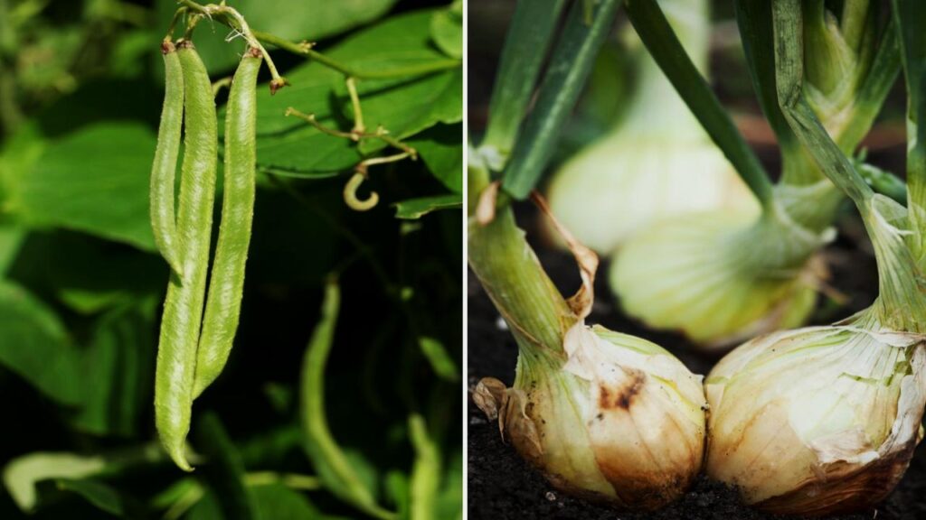 10 Surprising Plant Duos That Can Destroy Each Other 7 Onions and Beans
