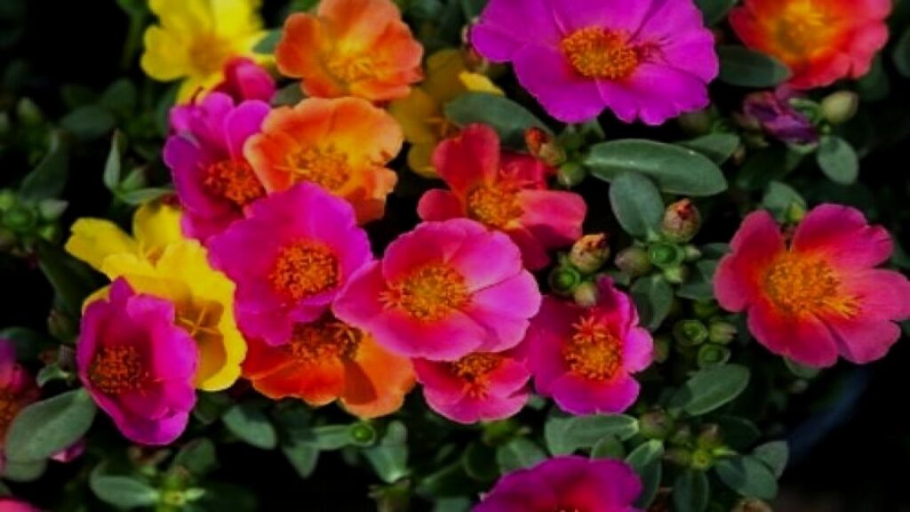 Rock Purslane