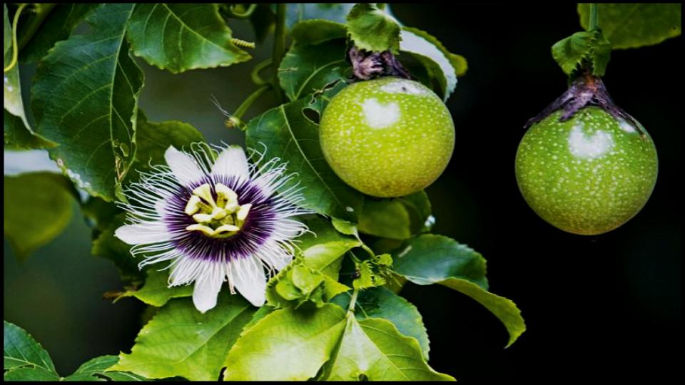 Passion Fruit