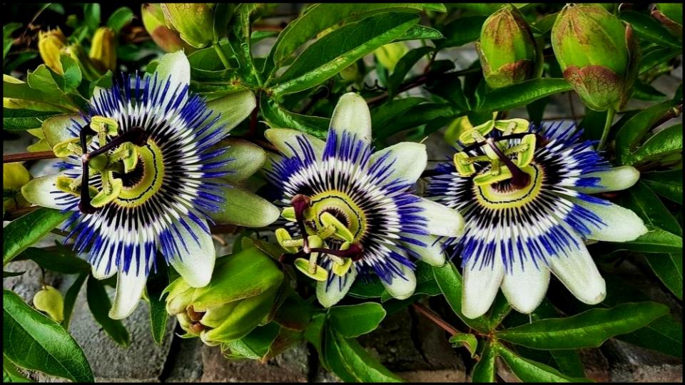 9 Climbing Plants That Turn Pots into Vertical Garden Masterpieces. 11 Passionflower