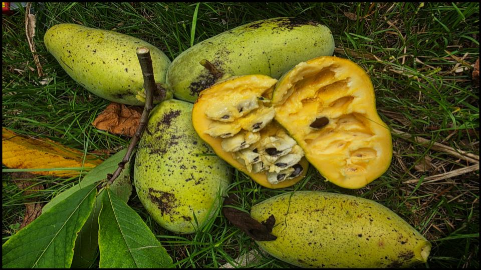 8 Fruit Trees So Easy Grow Themselves—Anywhere 7 Pawpaw
