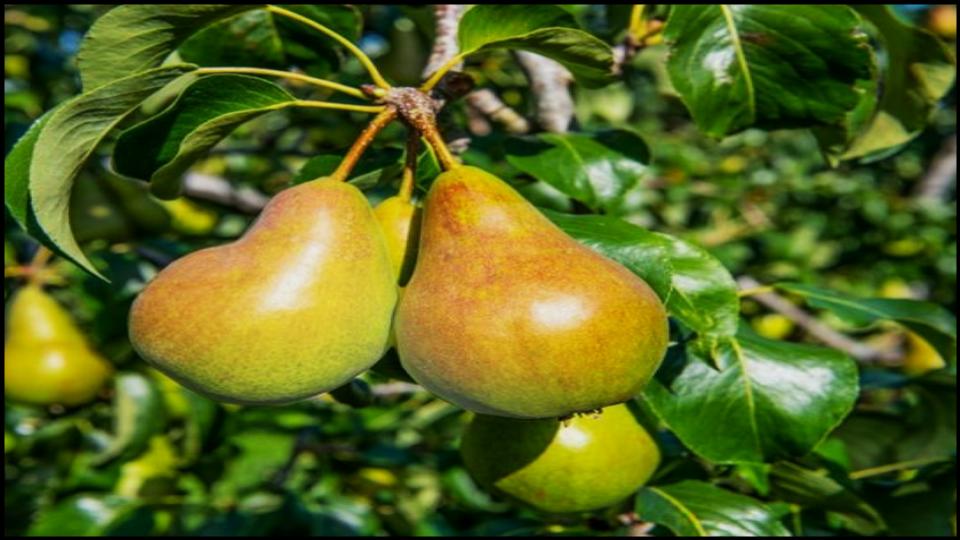 These 7 Hardy Fruit Trees Make Cold-Weather Gardening a Breeze 5 Pear