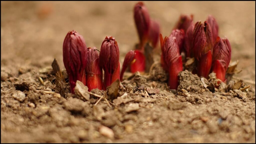 Avoid These 10 Plants at All Costs If You Have Clay Soil—Experts Reveal Why 8 Peony (Paeonia lactiflora - some varieties)