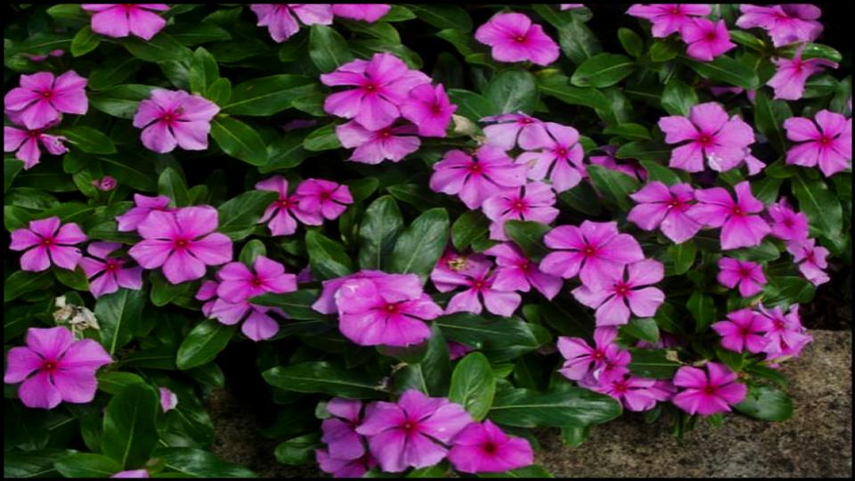 21 Soil-Saving Plants Every Gardener Should Be Growing 7 Periwinkle