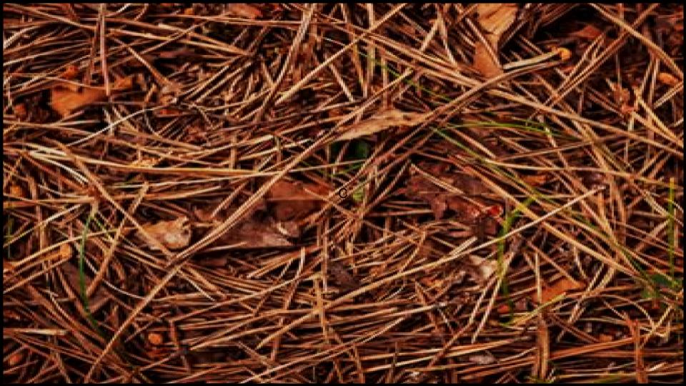 13 Types of Mulch You’re Probably Using Wrong—Here’s What Experts Say 6 Pine Straw