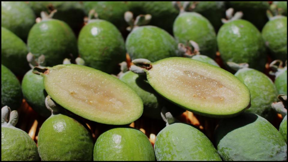 Pineapple Guava 