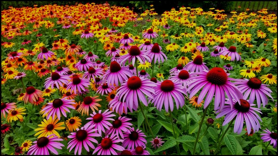Plant in Lush Drifts